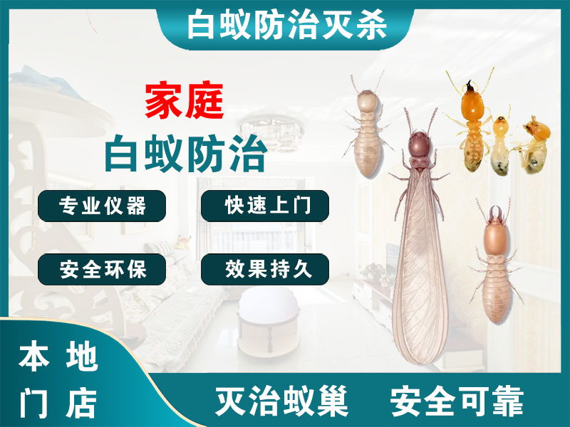 长兴家庭白蚁防治